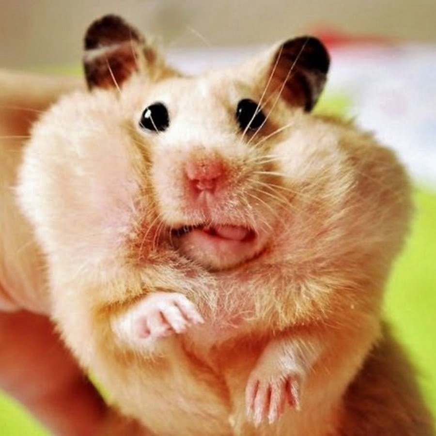 Хомяк в лабиринте. Побег из тюрьмы