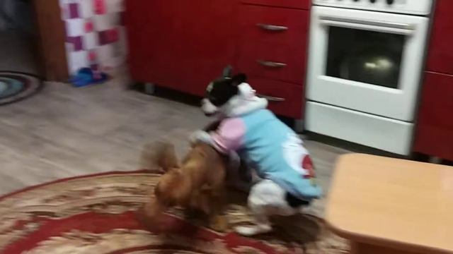 Французский бульдог и такса смотреть онлайн