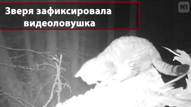 Огромного лесного кота сняли на видео в Шотландии. смотреть онлайн