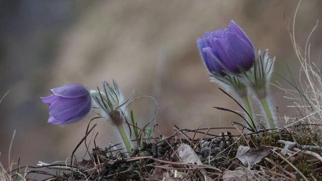 Cон-трава смотреть онлайн