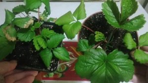 Результат применения добавки Циона( Zion ) на рост земляники  .Выращивание земляники зимой.Часть 3.