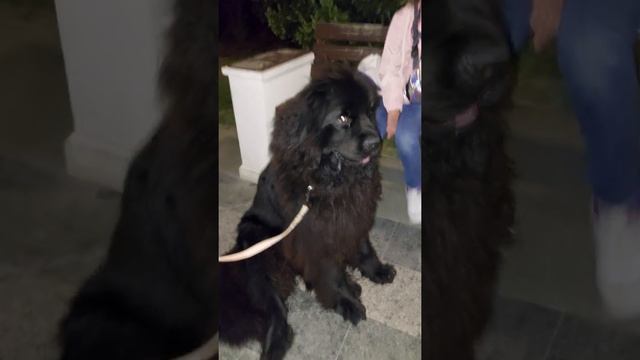 Собака Водолаз. Ньюфаундленд смотреть онлайн