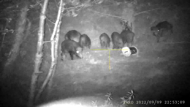 Pard 008 S смотреть онлайн