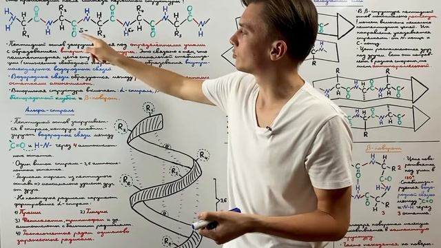 Вторичная структура белка