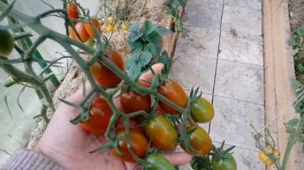 Обзор томатов фирмы Партнер. На 30.07.2019. Теплица