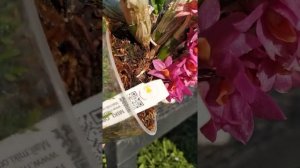 Дендробиум Хибики/Dendrobium Hibiki - цветет больше года