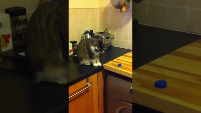 Tappy Tap Cat смотреть онлайн