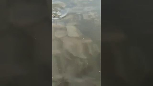 Нерест карпа. смотреть онлайн