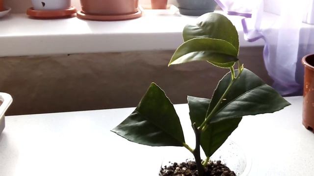 Результат прививки кумквата на неукорененный черенок лимона #прививкалимона #укоренениечеренкалимон смотреть онлайн
