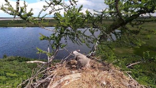 В поисках кречета смотреть онлайн