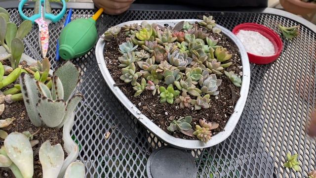 Corazón de Suculentas | Lindo Arreglito Para El Dia Del Amor Y La Amistad смотреть онлайн