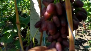 Виноград Красава.