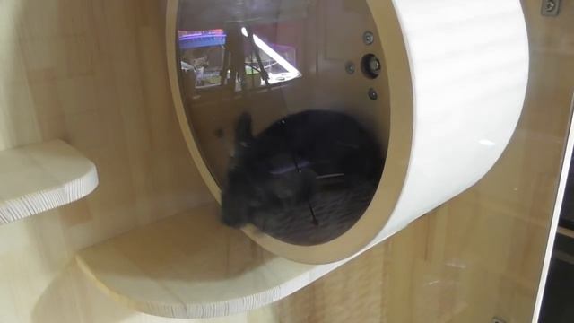 Витрина для шиншиллы/ Колесо для шиншиллы смотреть онлайн