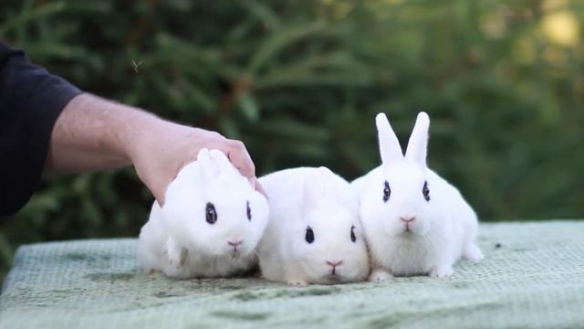Карликовые кролики хототы, производители питомника Долина Ветров смотреть онлайн