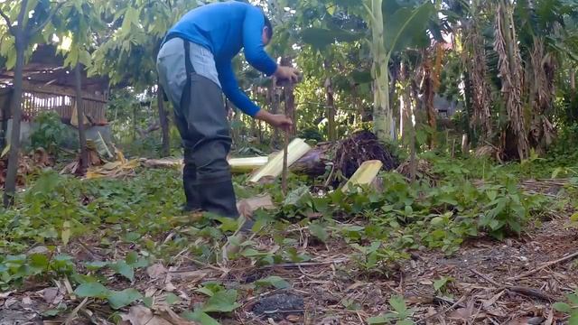 Wild Oyster Mushrooms смотреть онлайн