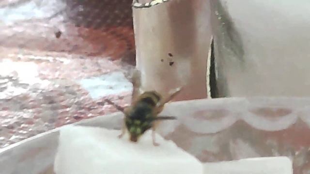 как осы питаются сахаром смотреть онлайн