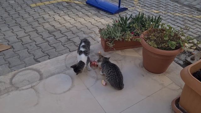 городская жизнь рядом с мясным магазином смотреть онлайн