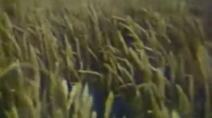 Станица Ивановская Красноармейский район Краснодарский край