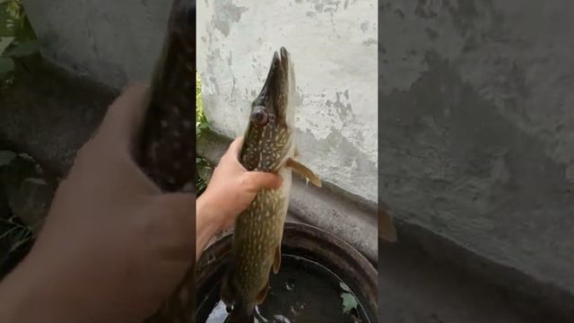 Страшенная щука. Что с глазами？ смотреть онлайн