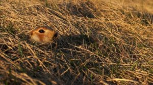 Суслик. Как свистит суслик.