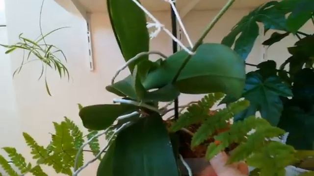 #PHALAENOPSIS ТАЙСУКО ДЖАСПЕР И МОЯ ЗЕЛЁНАЯ СТЕНА❣️😍👍❤️#ORHIDS #ORJIDEA #FLOR ❤️🧡💛❣️🌸🌱🦋✌️ смотреть онлайн