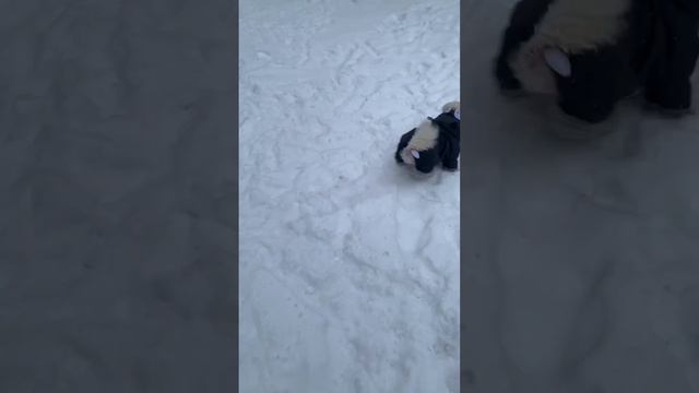 Бишон фризе Томми бегает за лазером🐶 смотреть онлайн