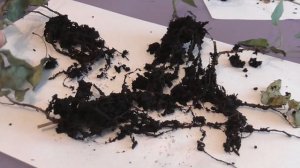 Плющ комнатный. Спасаем цветок. Уход, пересадка плюща. Хедера. Плющ суеверия. Плющ из магазина.