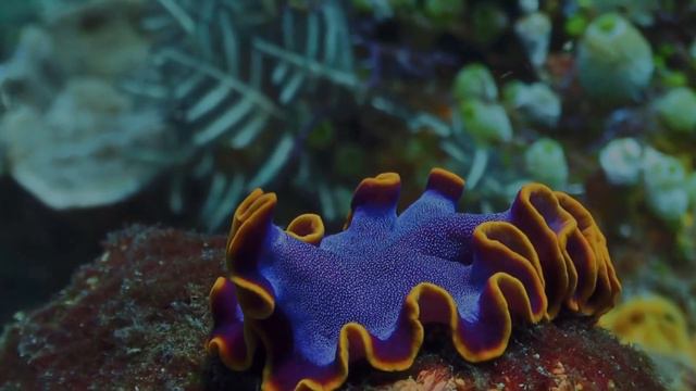 Diving with Uber Scuba Komodo смотреть онлайн