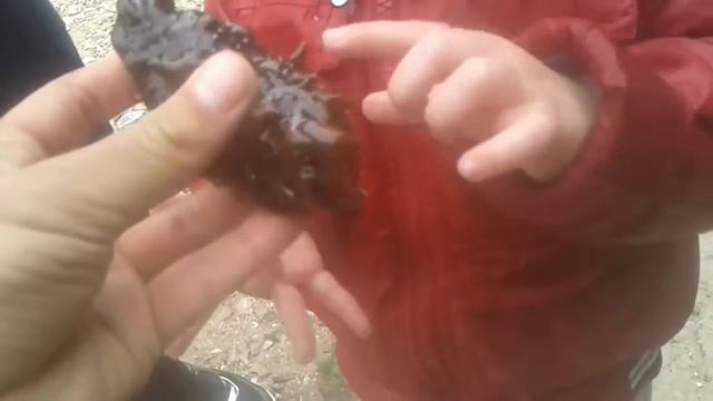 Вот так выглядит трепанг дальневосточный