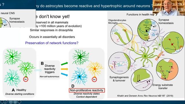 The BRI 31st Annual H.W. Magoun Lecture 2020 - Michael Sofroniew, M.D., Ph.D. смотреть онлайн