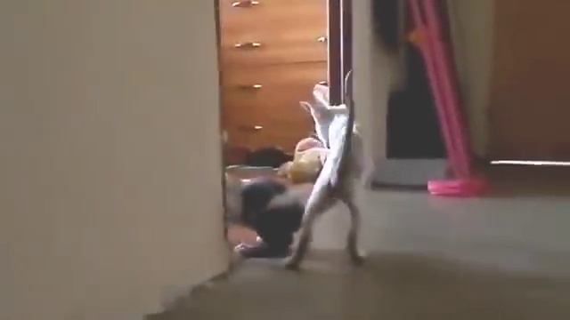 Котенок корниш рекс мочит коры. Cornish Rex Kitten Hamming