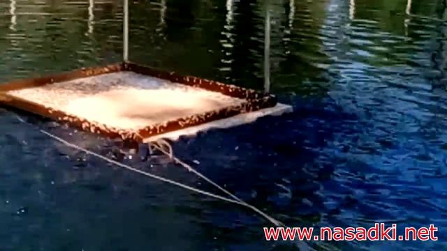 Кормление карпа живым опарышем 1 смотреть онлайн