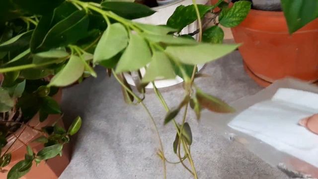 Дипладения (мандевилла) - условия содержания. Созревают семена. смотреть онлайн