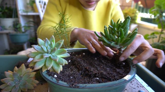 (Nepali) Arranging succulent bowl | Pot from Garage Sale смотреть онлайн