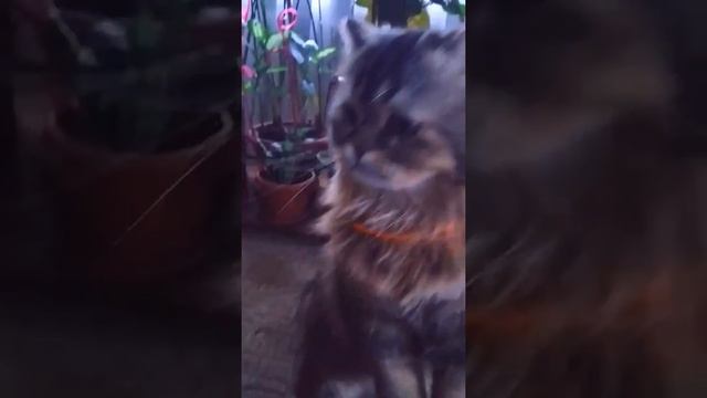 Моё любимое кресло смотреть онлайн