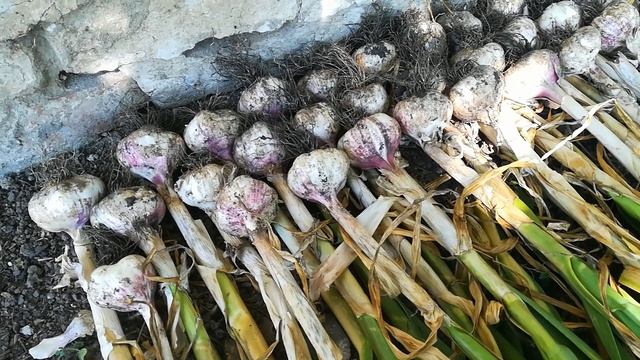 Египетский чеснок,обзор.СУПЕР ЧЕСНОК! смотреть онлайн