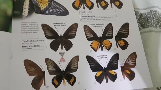 Насекомые и компания 14 бронзовка восточноазиатская смотреть онлайн