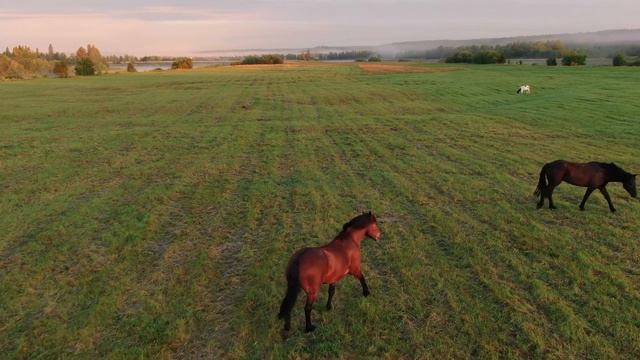 На рассвете (Восход солнца) смотреть онлайн