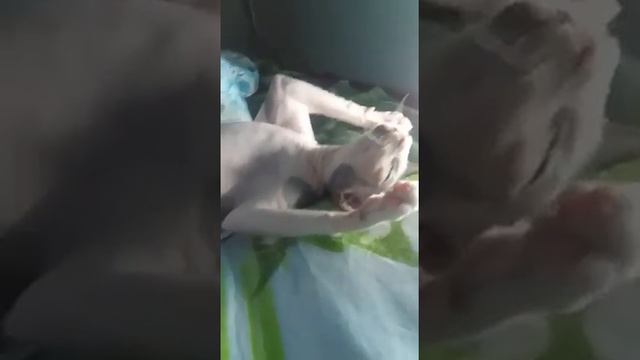 Я на солнышке лежу! Видели видео? Сфинкс смотреть онлайн