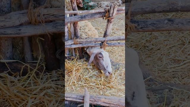 Деревня Назарет Израиль Город Иисуса #shorts #путешествие смотреть онлайн