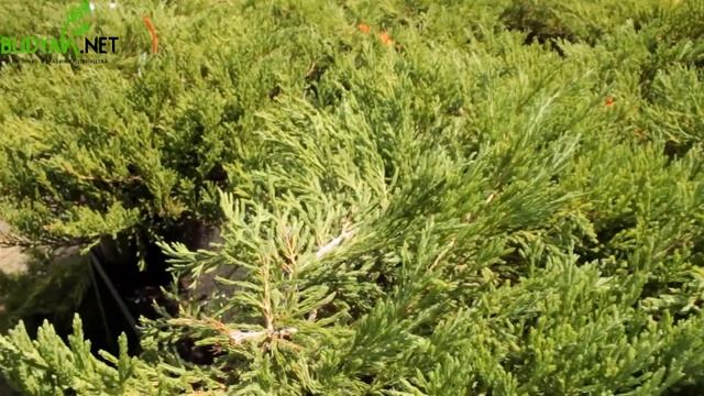 Випуск 89. Ялівець горизонтальний Andorra Compact смотреть онлайн