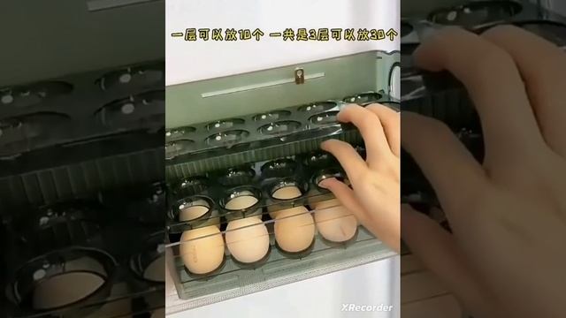 лоток для яиц смотреть онлайн