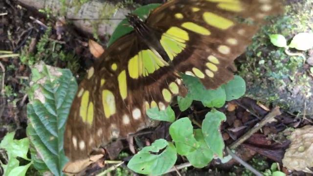 Коста-Рика 2. Бон-вояж #16.2 смотреть онлайн