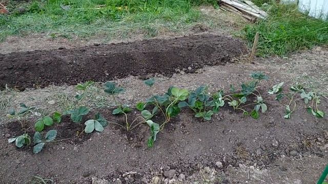 Наша дача Сходили на конюшню Гигантские слизни Мой огород смотреть онлайн