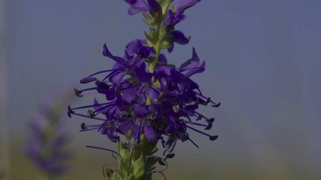 Macskafarkú veronika (Veronica spicata) /S35mm Digital Film/ смотреть онлайн