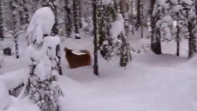 работа карело финских лаек по кунице, Карма и Саян смотреть онлайн