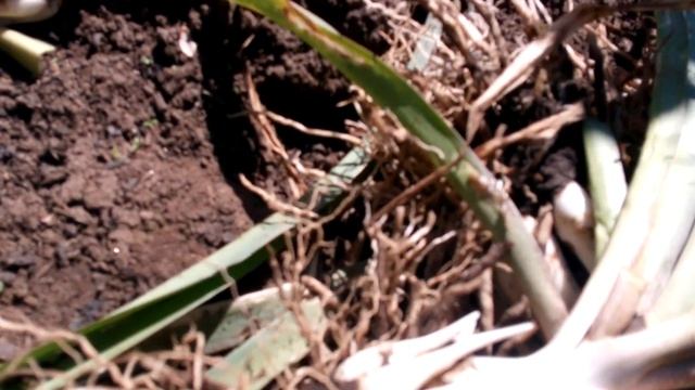 Готовим туберозу(полиантес клубненосный) к зиме