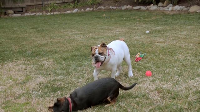 TOP 10 MOST EXPENSIVE DOG BREEDS смотреть онлайн