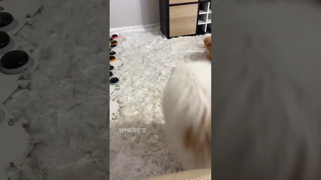 Dog asks owner for more play #flambothedog #dog смотреть онлайн