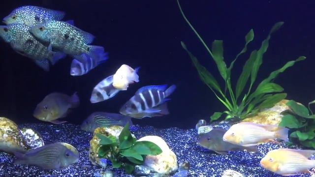 Аквариум с цихлидами от Trần Sơn смотреть онлайн